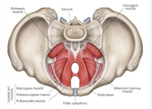 תמונה רצפת אגן